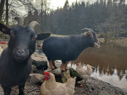 Maja und Luna als Beschützerinnen der Hühner
