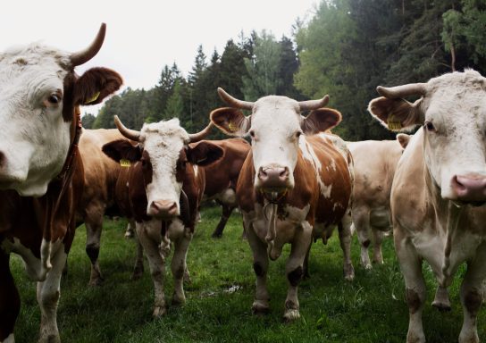 Kuh Dora mit ihren Kolleginnen