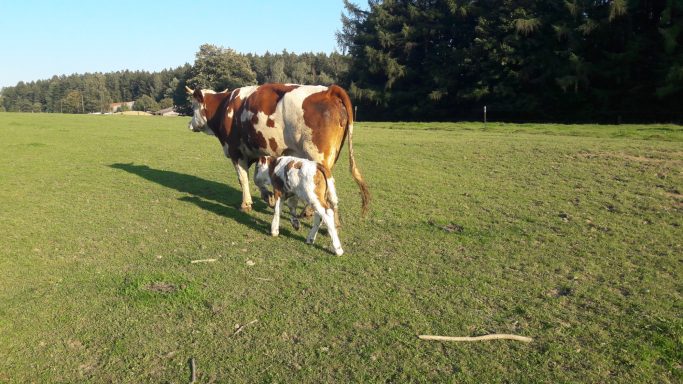 Mammakuh Gabi und ihr kleines