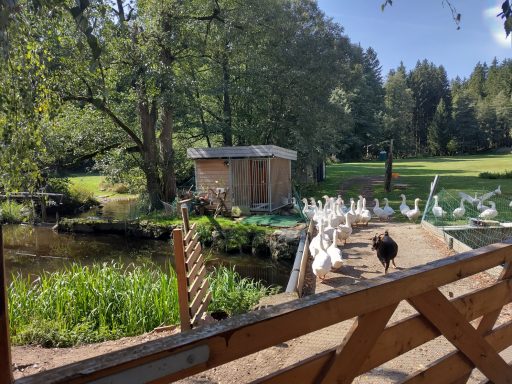 Auf dem Weg zum täglichen Bad watscheln die Gänse vorbei an einer freundlichen Ziege.
