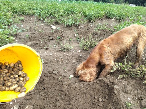Frisch geerntete Kartoffeln und unser Hund gräbt fleißig mit. Ob er wohl hilft oder doch nur Mäusen nachspürt?