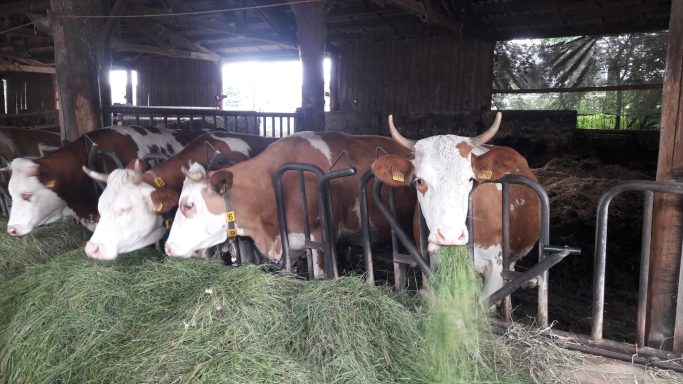 frisches leckeres Gras für die Kühe