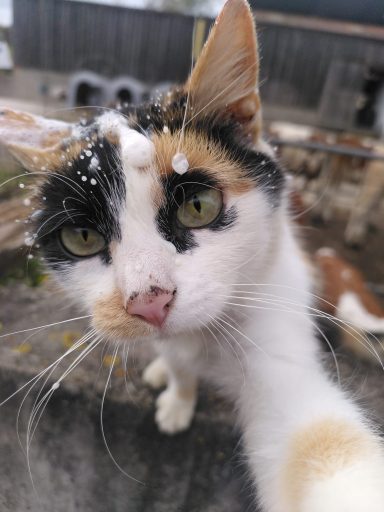 Beim Tränken der Kälbchen wird’s manchmal etwas kleckrig- manchmal landet sogar ein Tropfen auf dem Kopf.