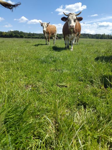 Auf dem Weg in den Stall